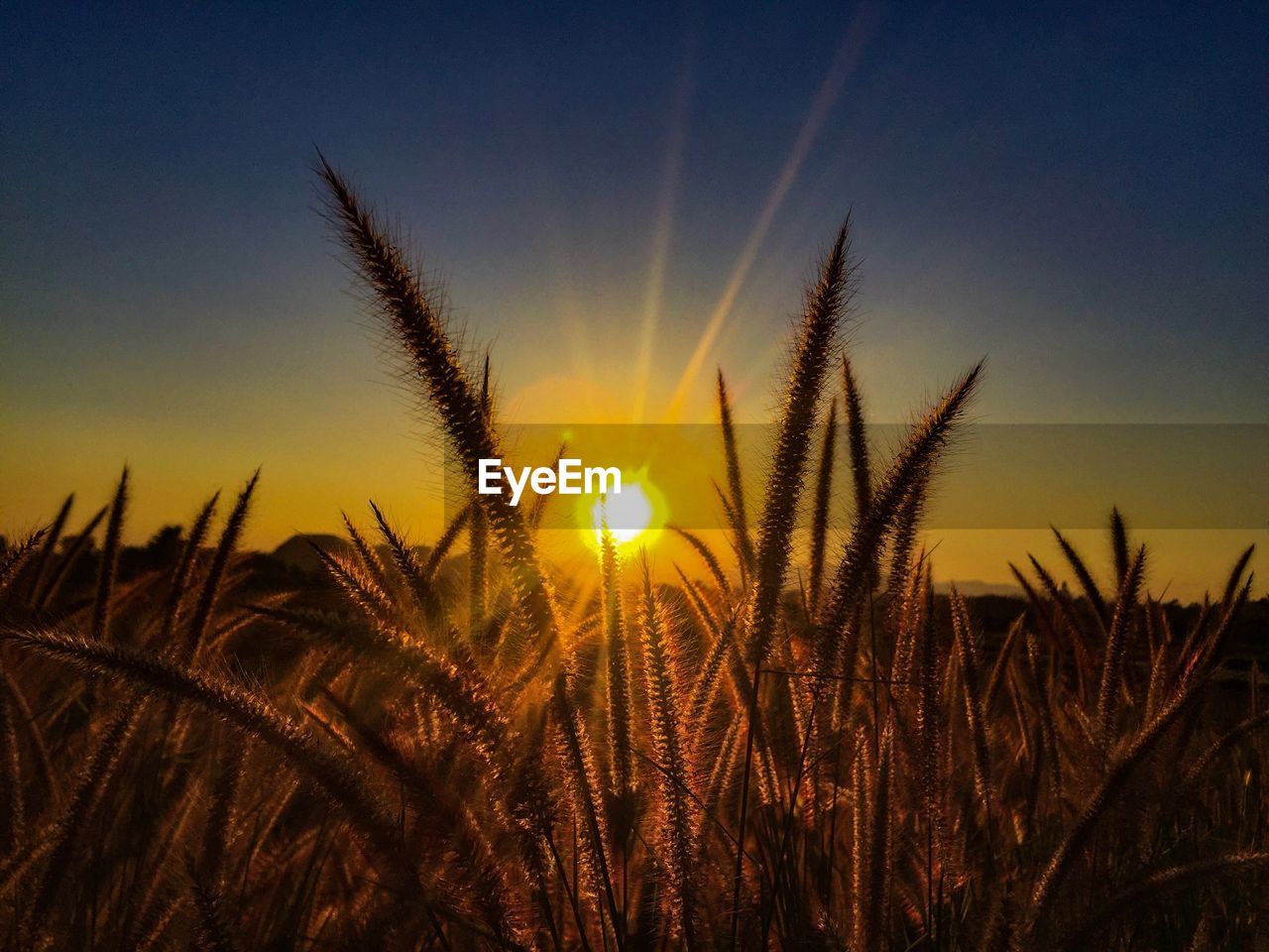 Scenic view of wheat field against sky at sunset