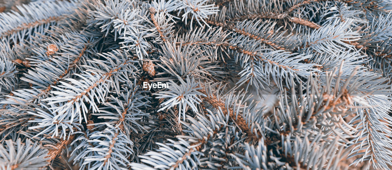 branch, frost, tree, full frame, backgrounds, plant, no people, winter, nature, day, pinaceae, coniferous tree, twig, pattern, growth, cold temperature, close-up, leaf, pine tree, beauty in nature, spruce, outdoors, fir, high angle view, frozen, snow, ice