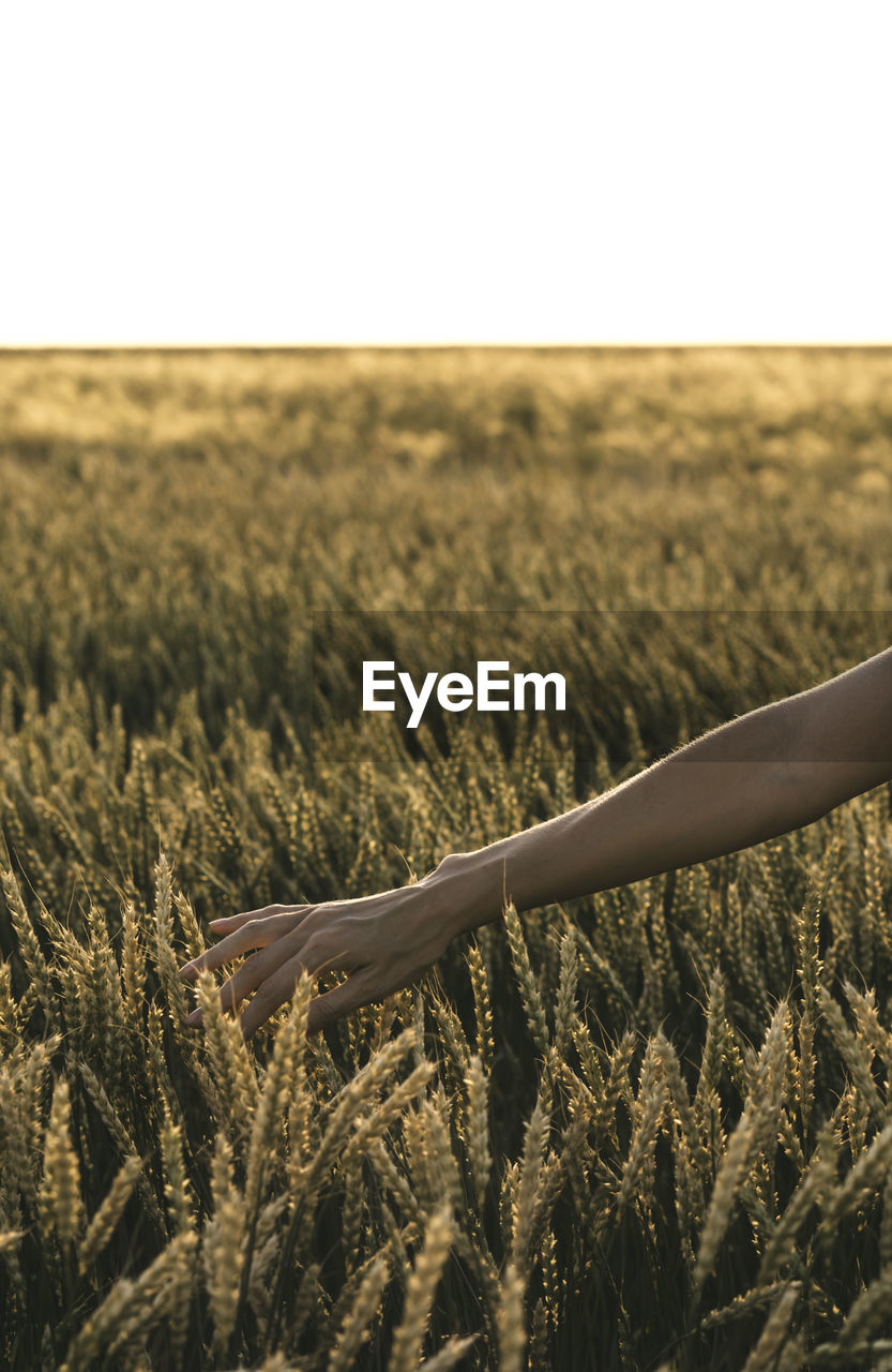 Woman enjoying the life in sunny field. nature beauty, golden wheat. outdoor lifestyle. freedom 