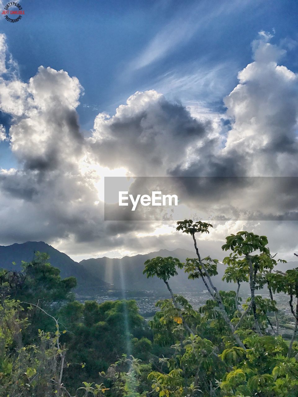 LOW ANGLE VIEW OF FRESH GREEN PLANTS AGAINST SKY