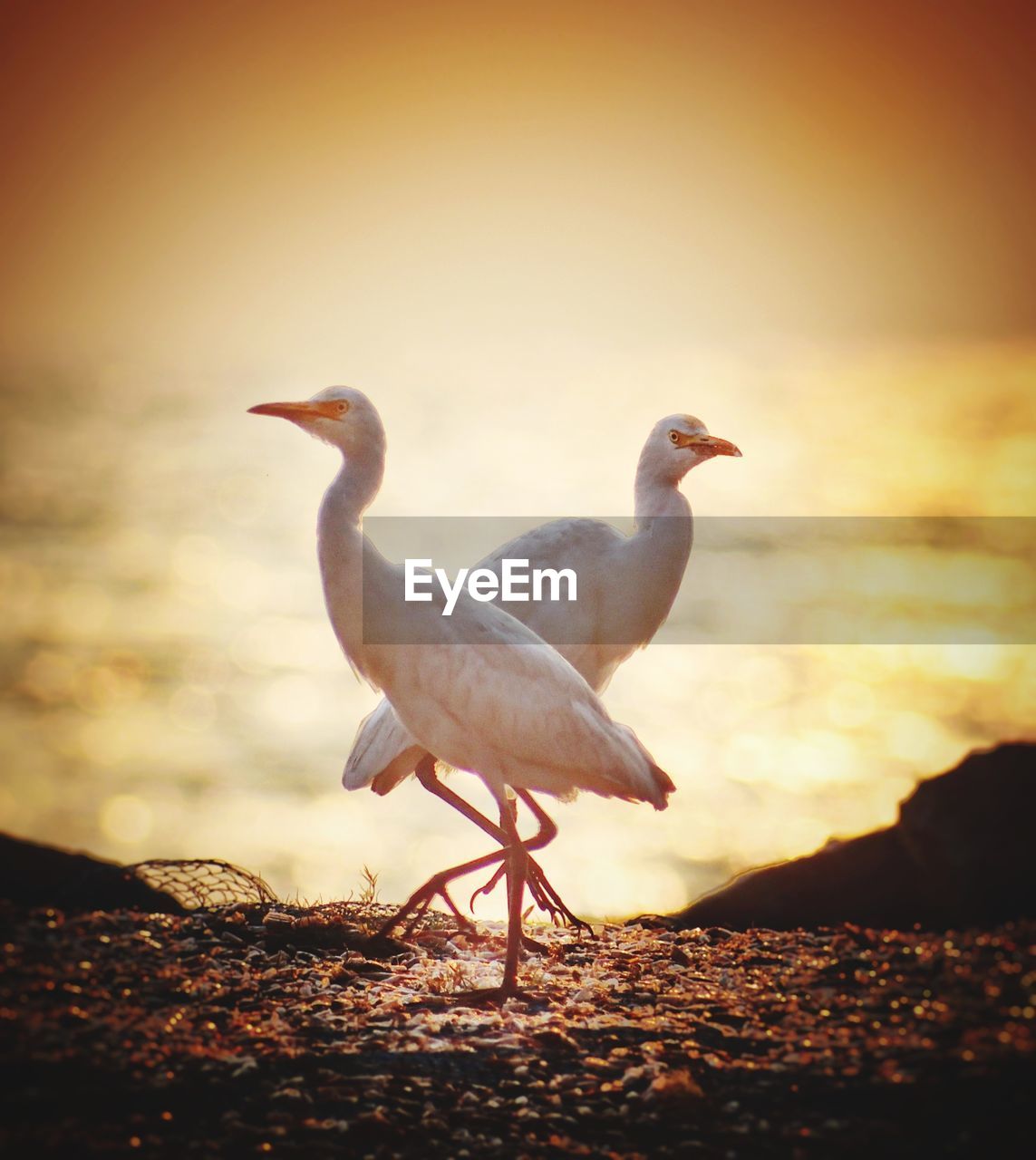 CLOSE-UP OF BIRD PERCHING ON SHORE AGAINST SKY