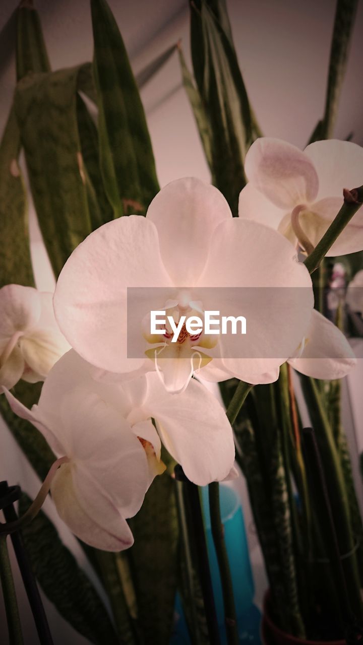 CLOSE-UP OF WHITE ORCHID FLOWERS