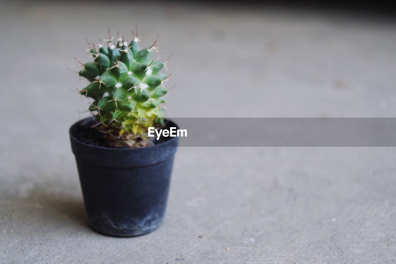 Close-up of potted plant