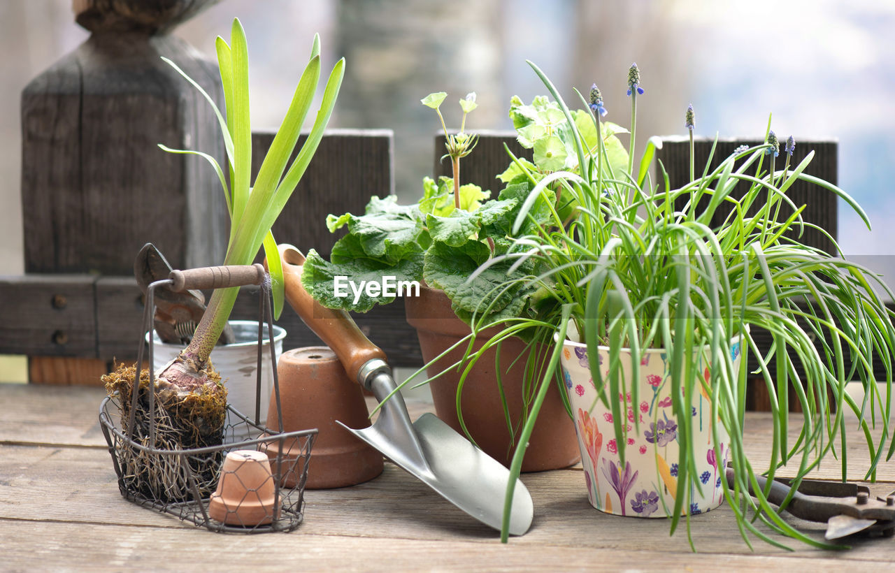 Flower pot and plant with shovel on wooden table in balcony in front of wooden bodyguard