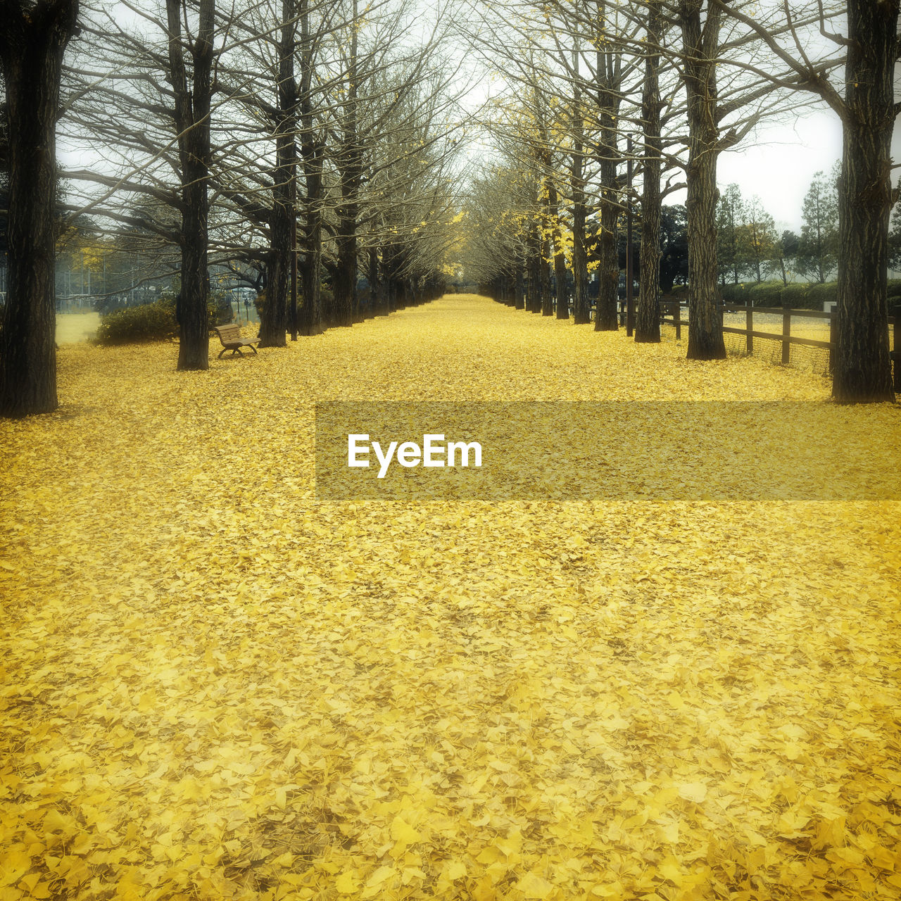 SCENIC VIEW OF YELLOW FOREST