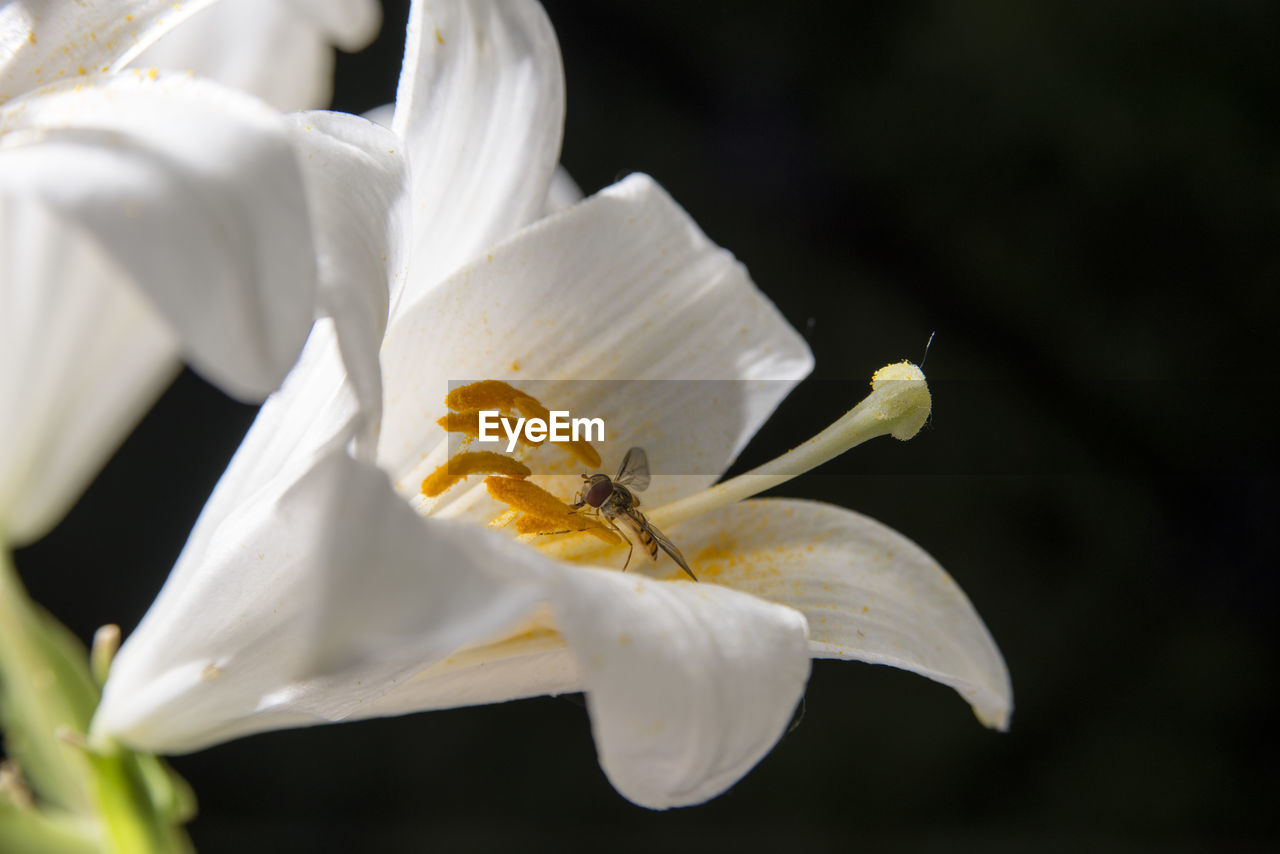 CLOSE-UP OF WHITE ROSE FLOWER