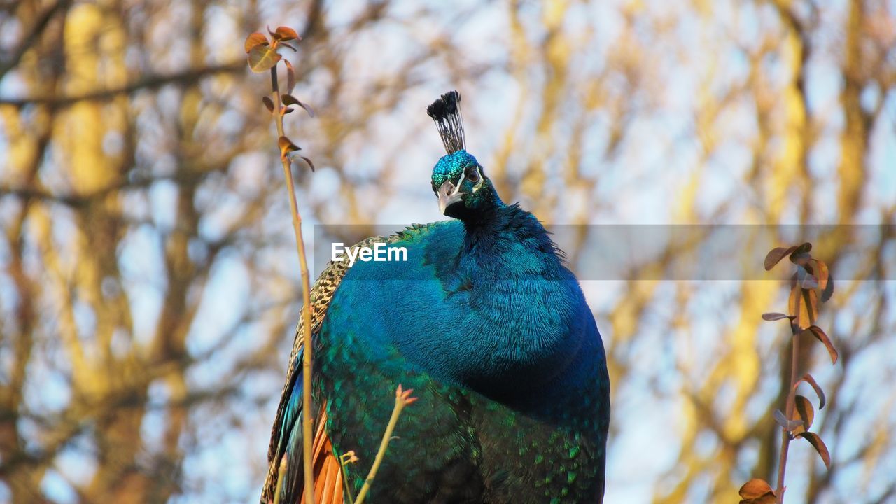 animal themes, animal, bird, animal wildlife, peacock, one animal, wildlife, nature, tree, plant, beauty in nature, no people, green, blue, feather, day, outdoors, branch, autumn, focus on foreground, multi colored, peacock feather, perching