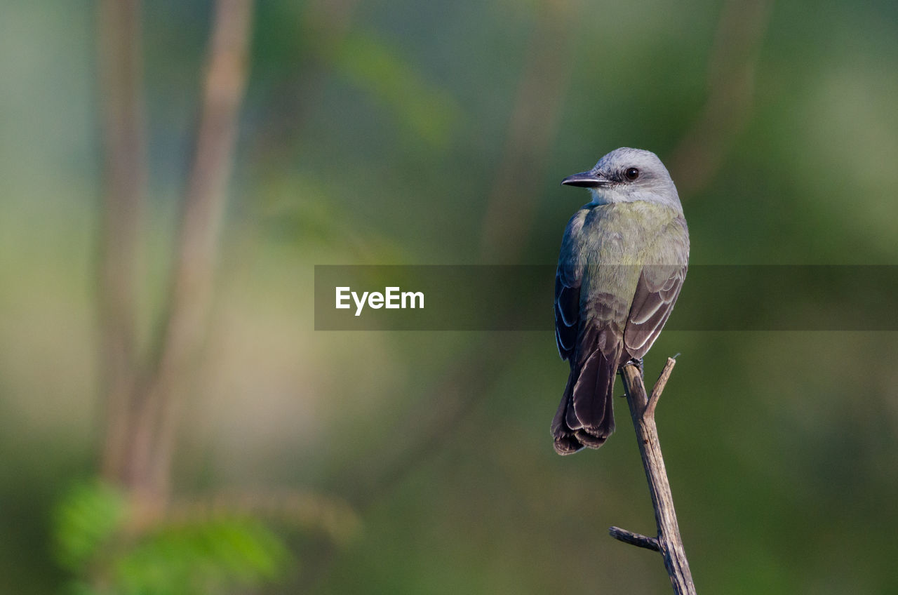 Tropical kingbird - tyrannus melancholicus