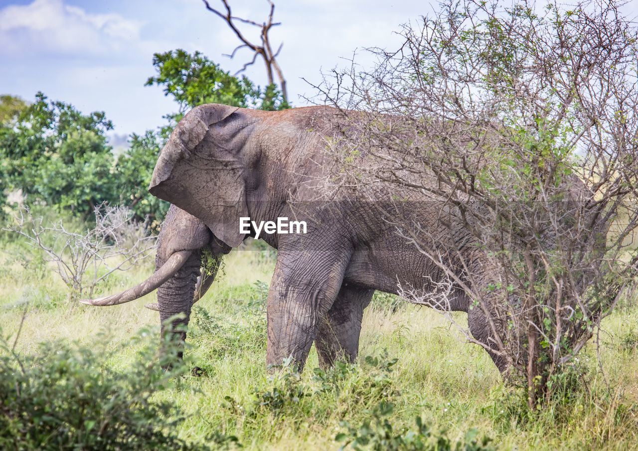 VIEW OF ELEPHANT ON LAND