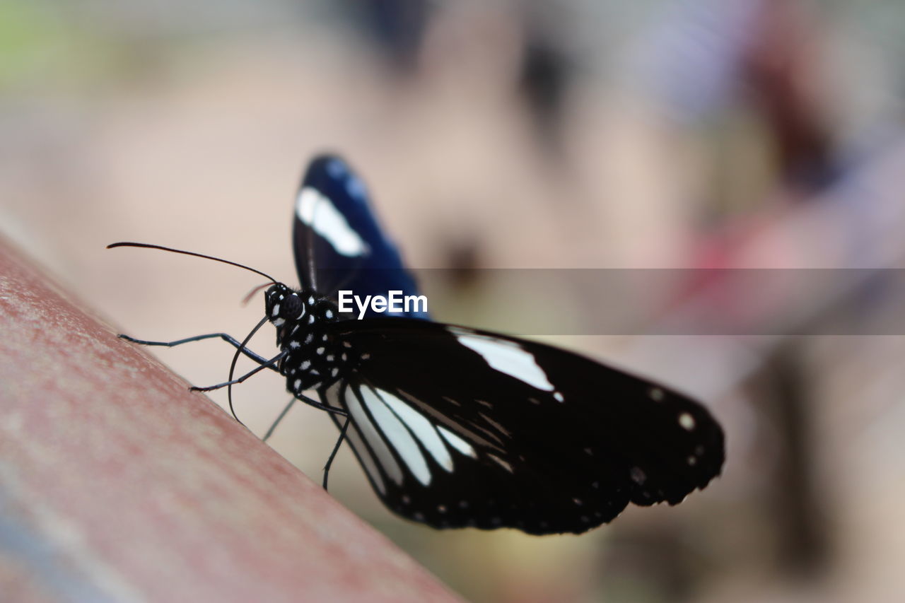 CLOSE-UP OF BLACK BUTTERFLY ON LEAF