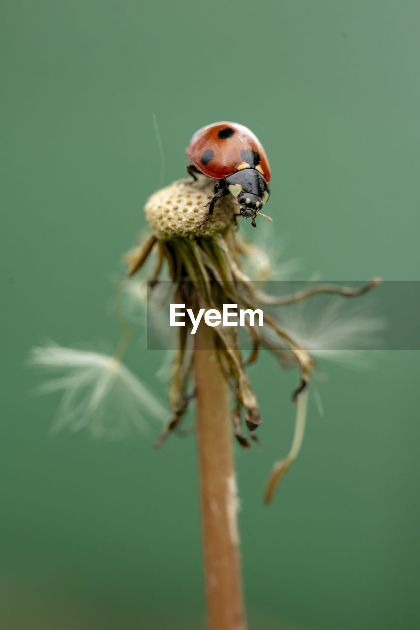 Close-up of ladybug on dandelion