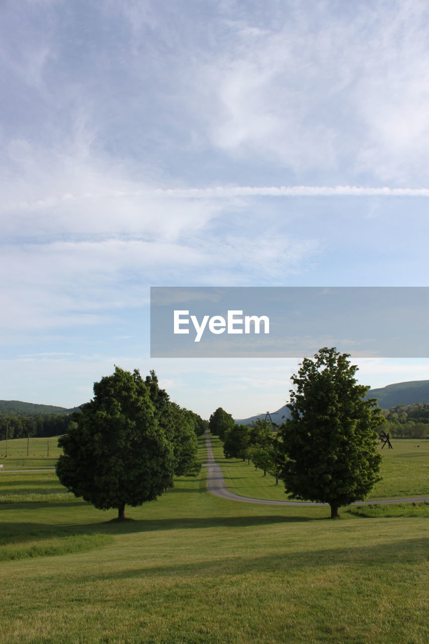 Tree and grass against sky