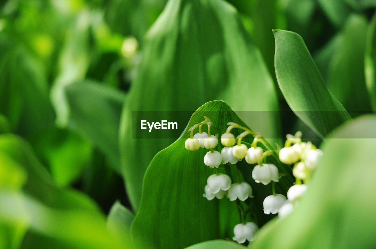 Close-up of white flowers