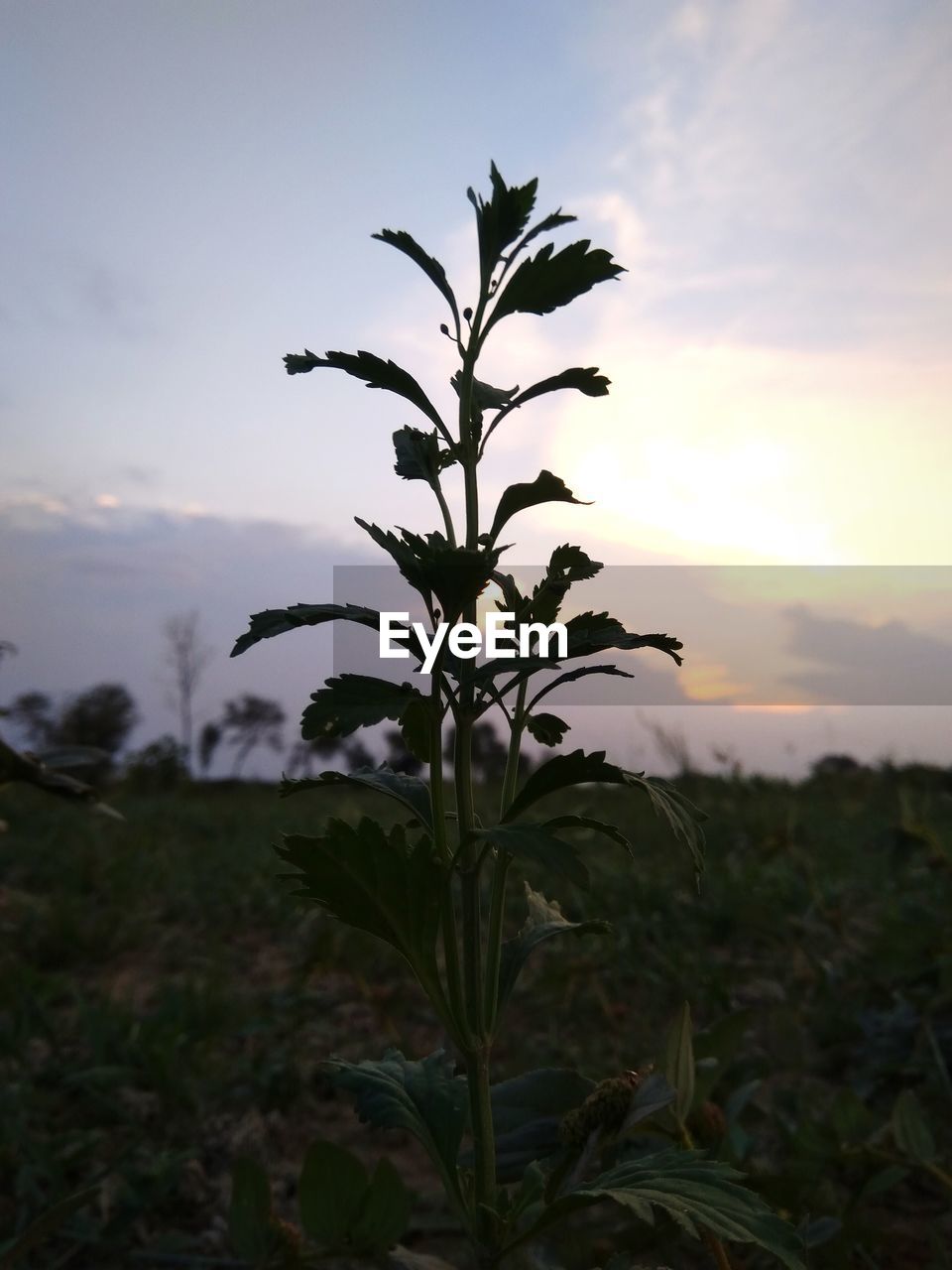 SILHOUETTE PLANT ON FIELD AGAINST SKY AT SUNSET