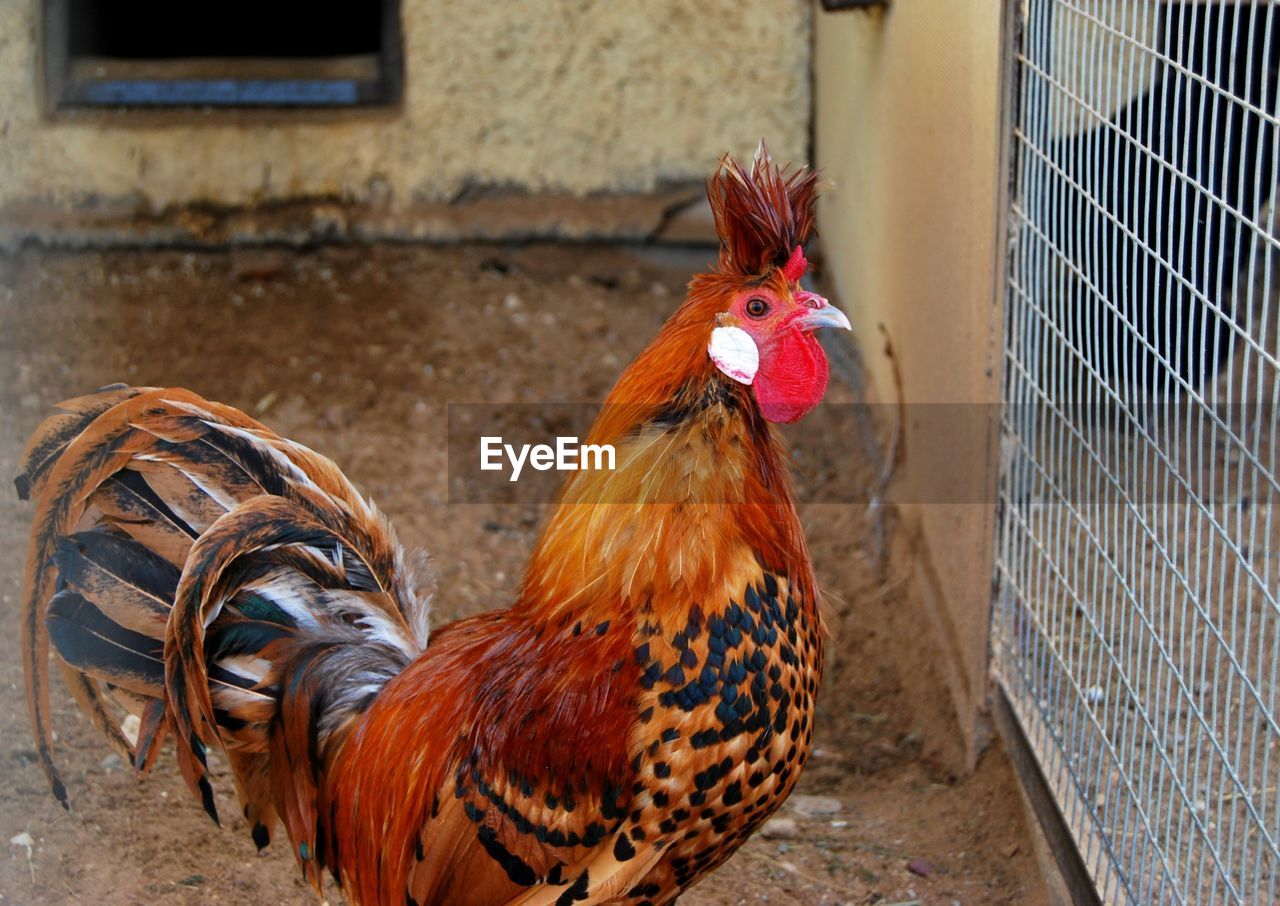 CLOSE-UP OF ROOSTER IN ZOO