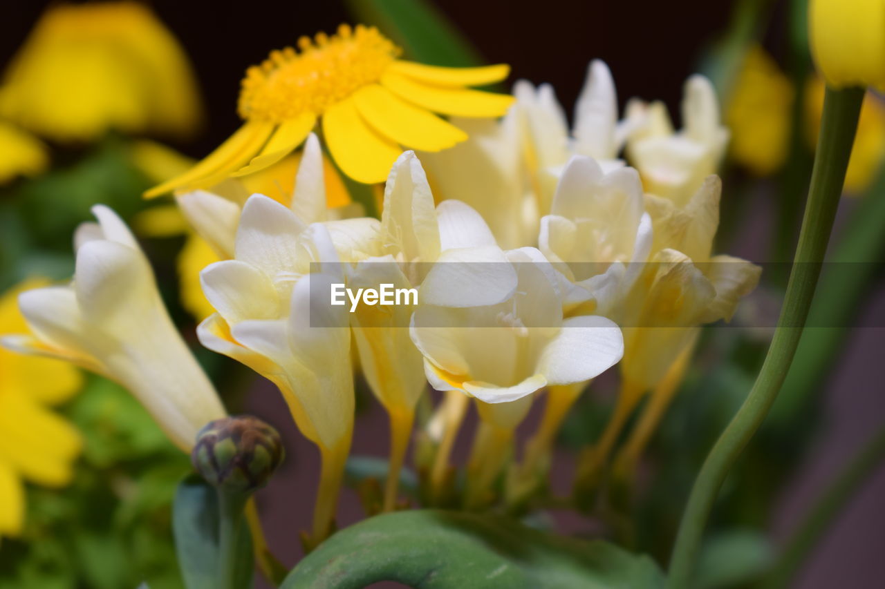 CLOSE-UP OF YELLOW FLOWERS BLOOMING