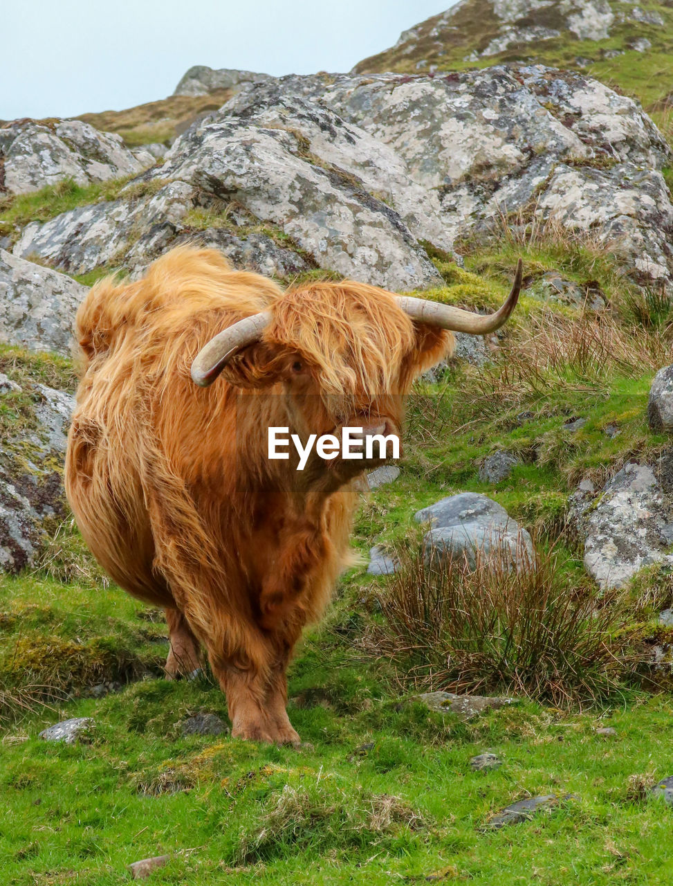 COW STANDING ON FIELD BY MOUNTAIN