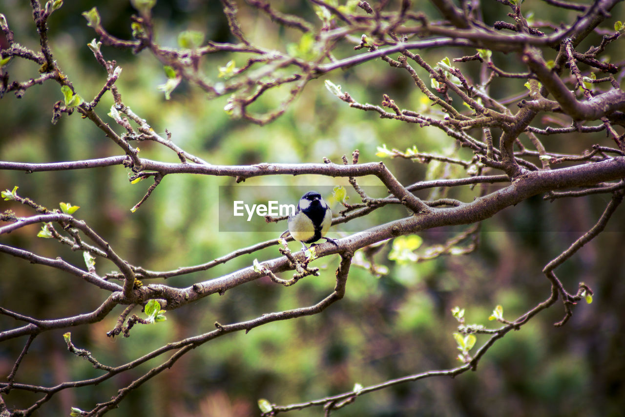 BIRD PERCHING ON TREE