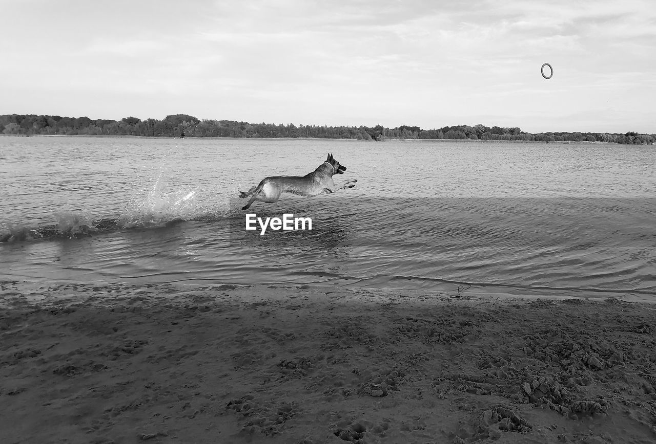 water, sky, sea, black and white, shore, beach, wave, nature, land, coast, monochrome, monochrome photography, day, ocean, animal, animal themes, beauty in nature, scenics - nature, sports, motion, one person, sand, leisure activity, tranquility, wind wave, outdoors, bird, mid-air, flying, cloud, surfing, animal wildlife, tranquil scene, holiday, wildlife, lifestyles, men, one animal, vacation, adventure, non-urban scene, trip, white, full length