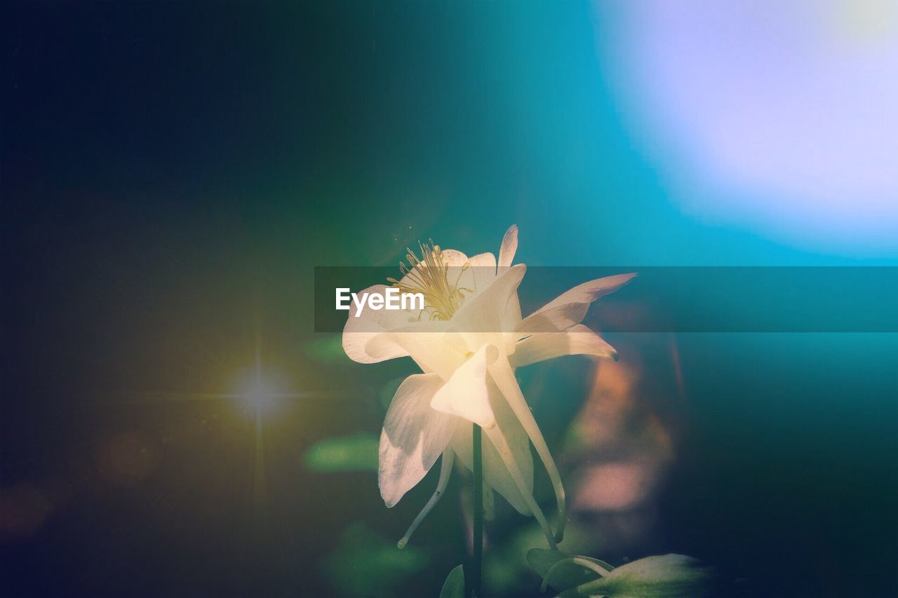 Close-up of flower against blurred background