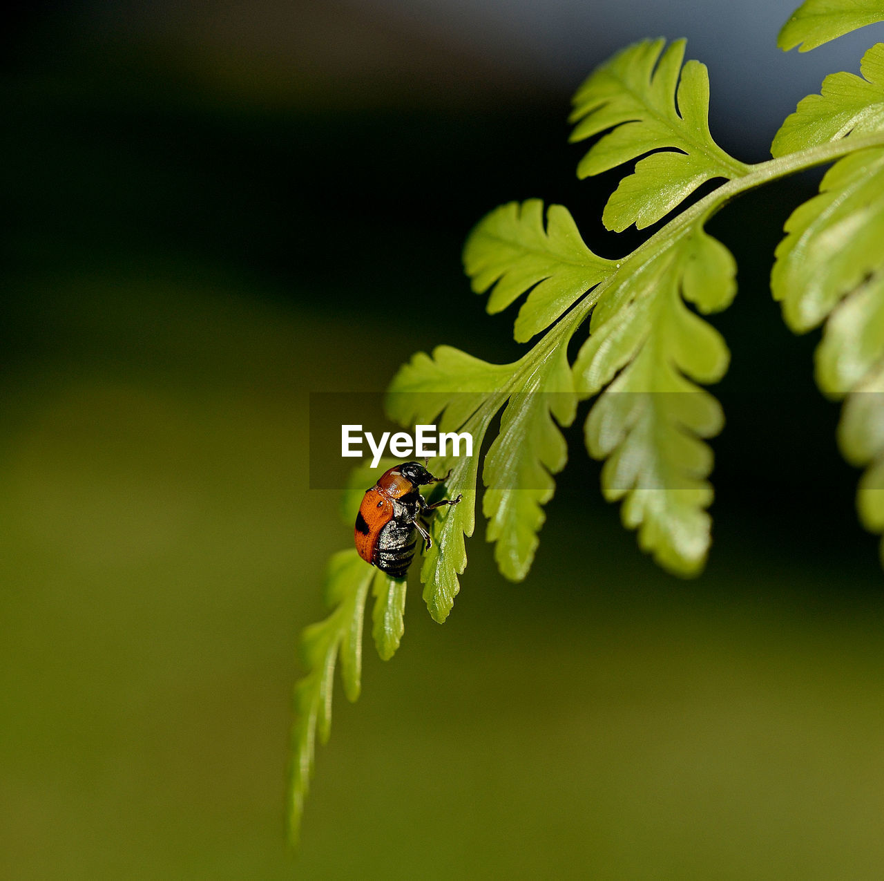 Close-up of ladybug on leaf