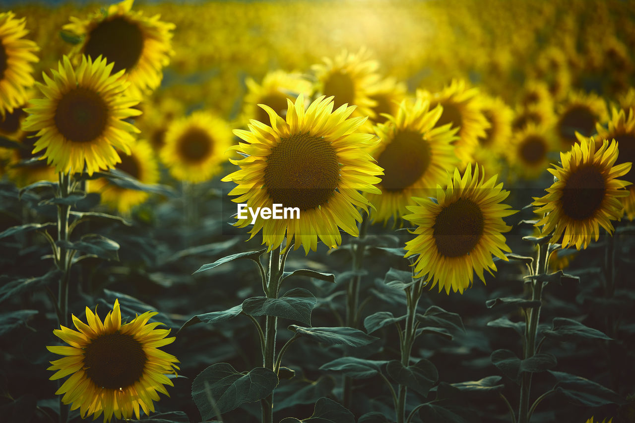 Close-up of yellow flowering plants on field
