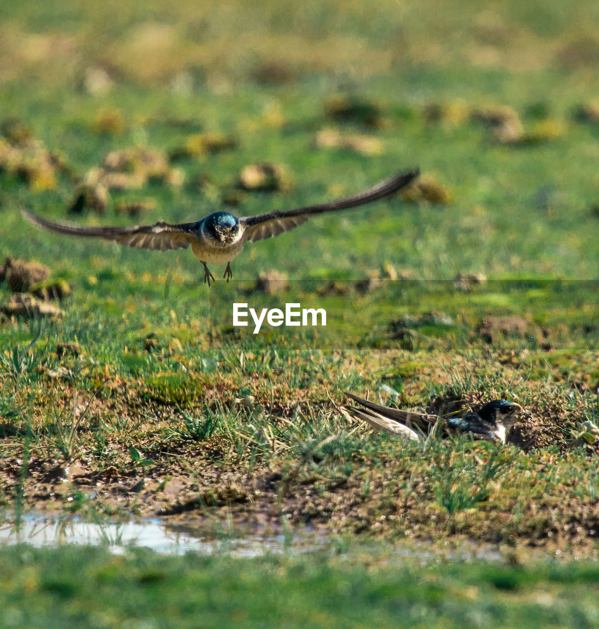 Close-up of bird flying over field