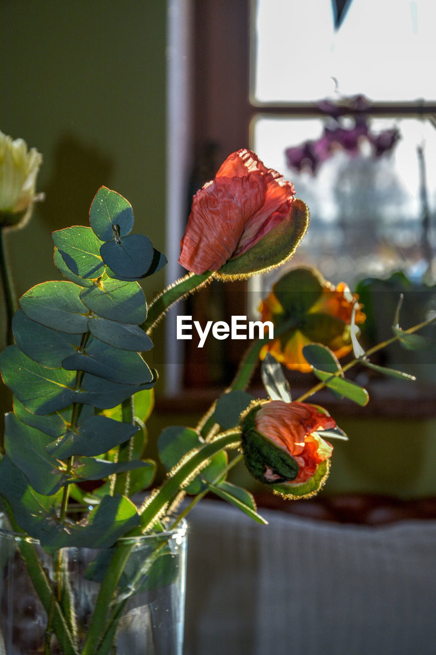 CLOSE-UP OF ROSE PLANT