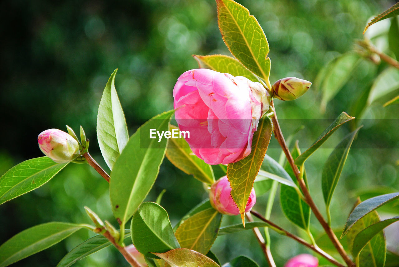 Pink camellia on a tree. Camellia Pink Tree Beauty In Nature Branch Camellia Flower Camellia Flowers Close-up Flower Flower Head Flowering Plant Flowers Fragility Freshness Green Color Growth Inflorescence Leaf Nature Outdoors Petal Pink Color Plant Plant Part Vulnerability