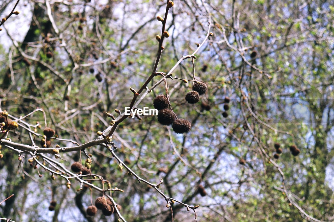 CLOSE-UP OF FRUITS ON TREE