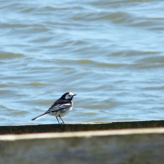 VIEW OF BIRDS IN WATER