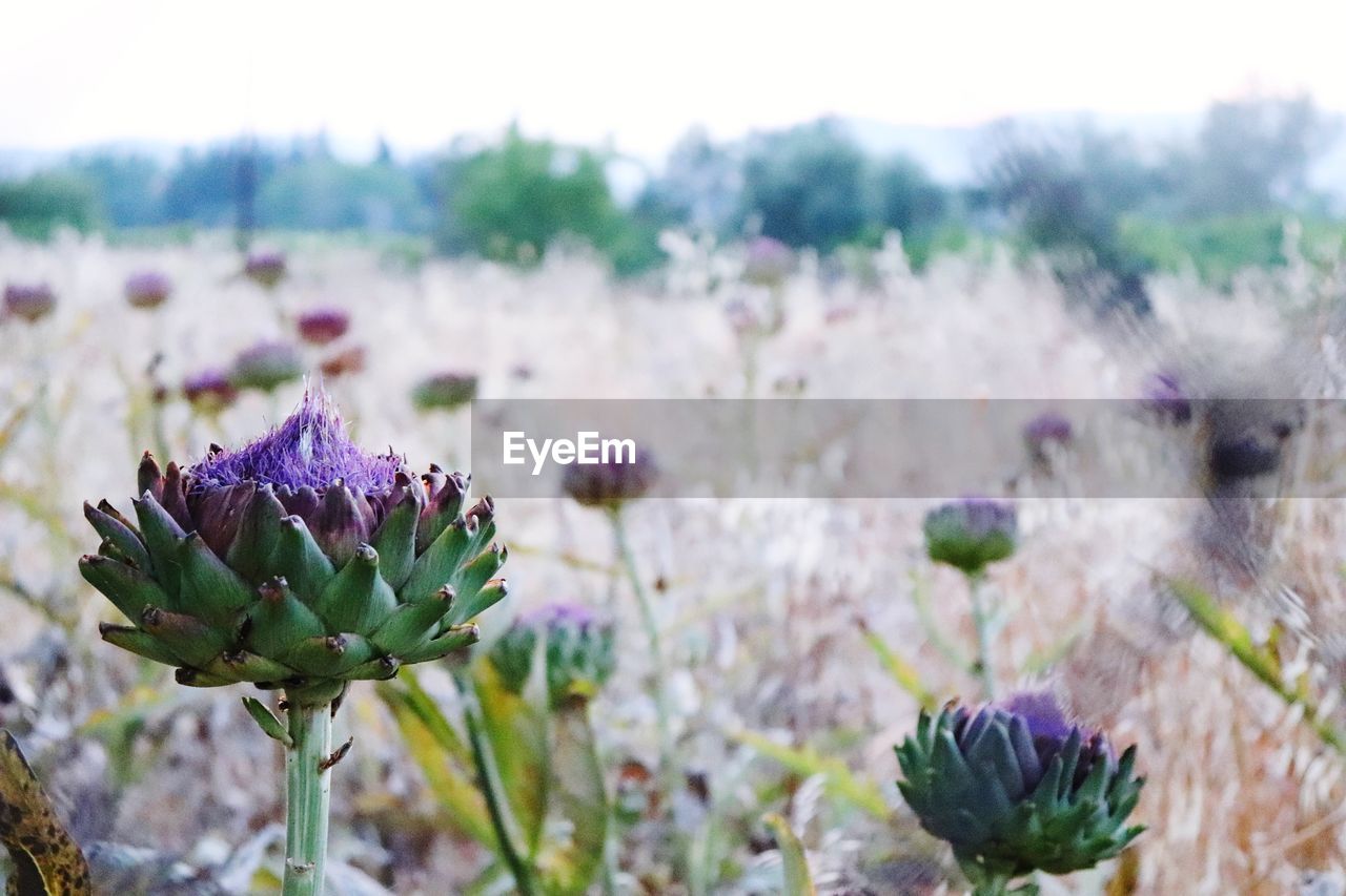 Close-up of purple flowering plant on field