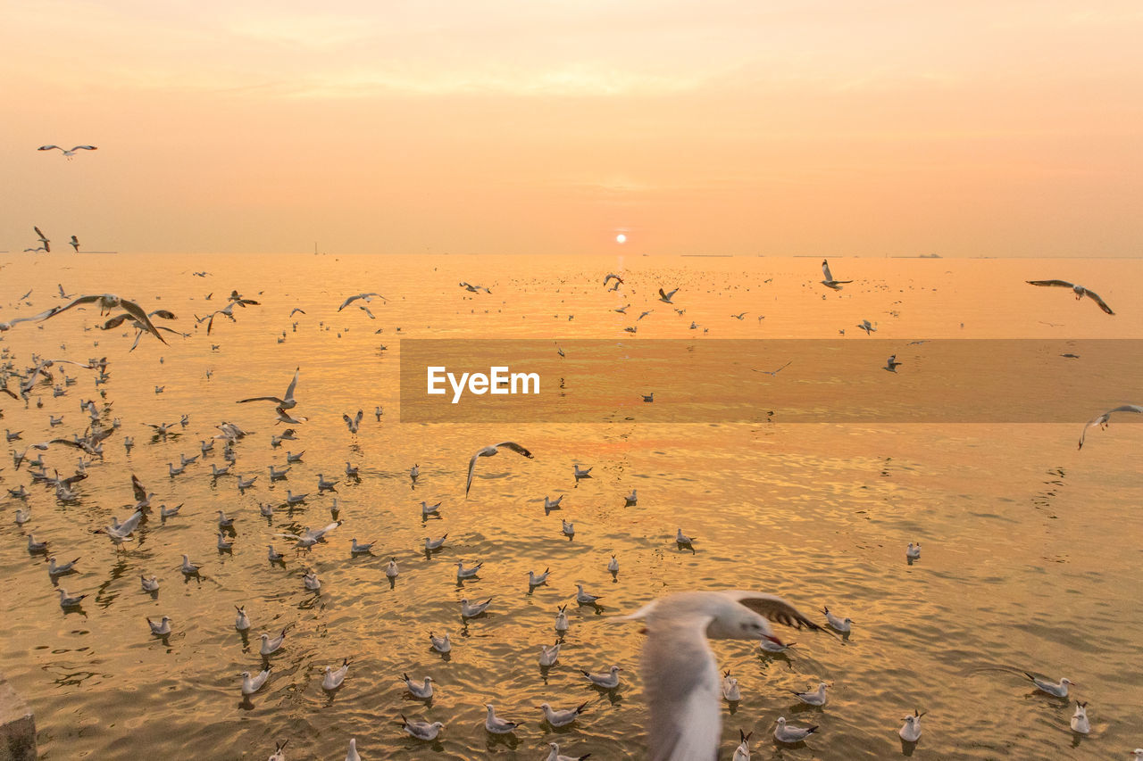 Seagulls flying over sea against sky during sunset