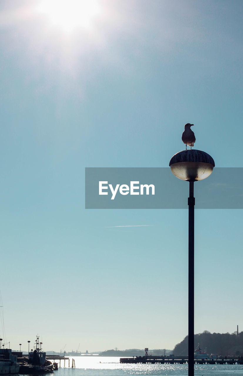 Low angle view of seagull on street light by sea against sky on sunny day