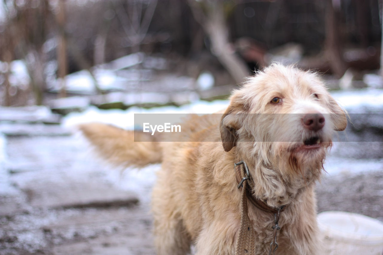 CLOSE-UP OF DOG ON SNOW