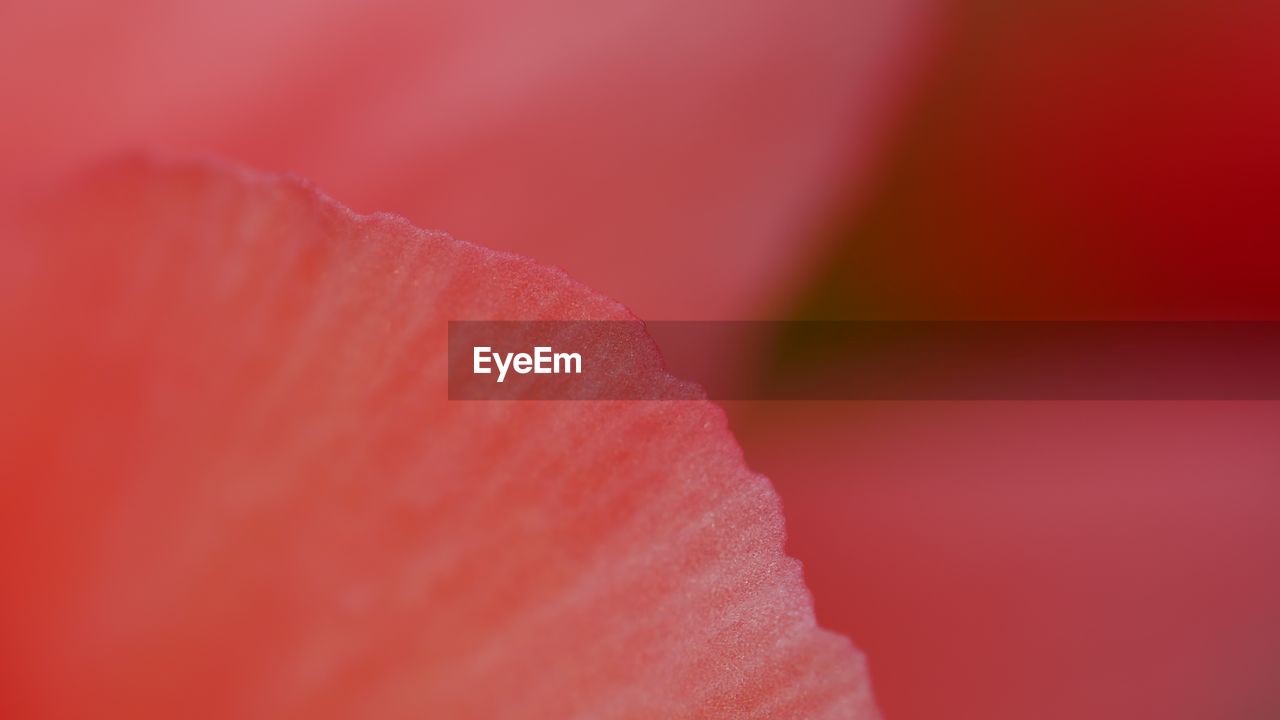 CLOSE-UP OF PINK FLOWER