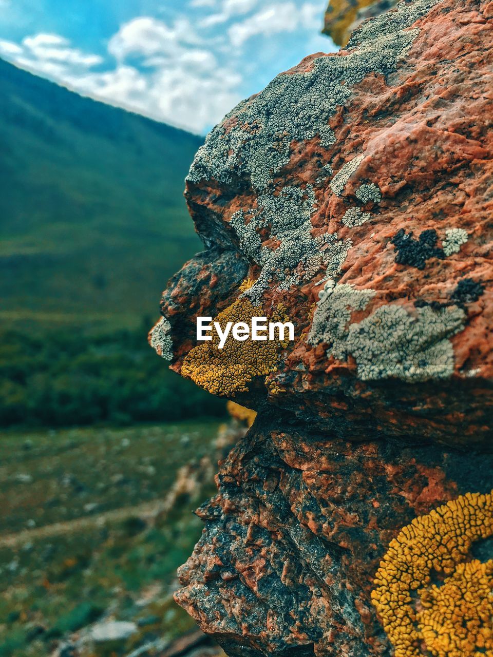 Close-up of lichen on rock