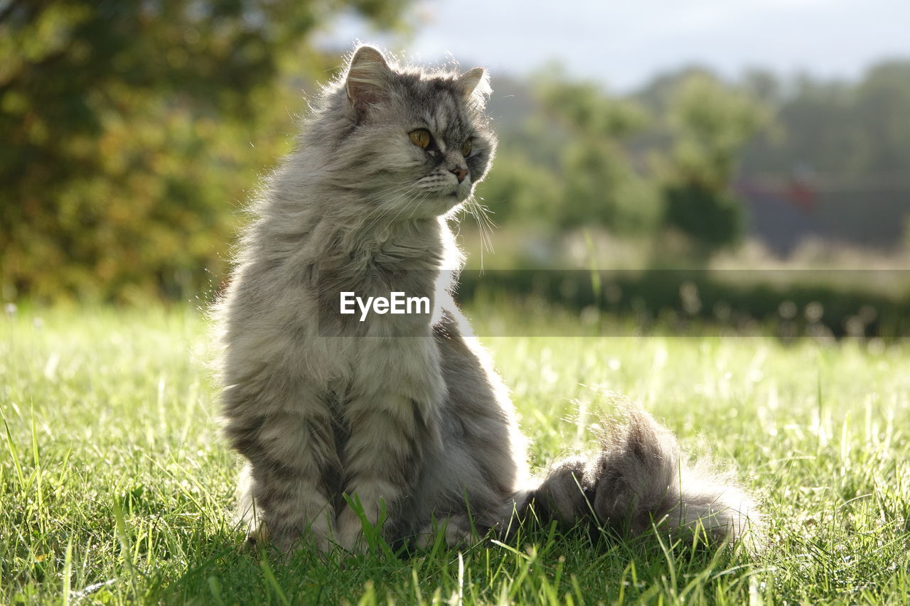VIEW OF A CAT ON GRASS