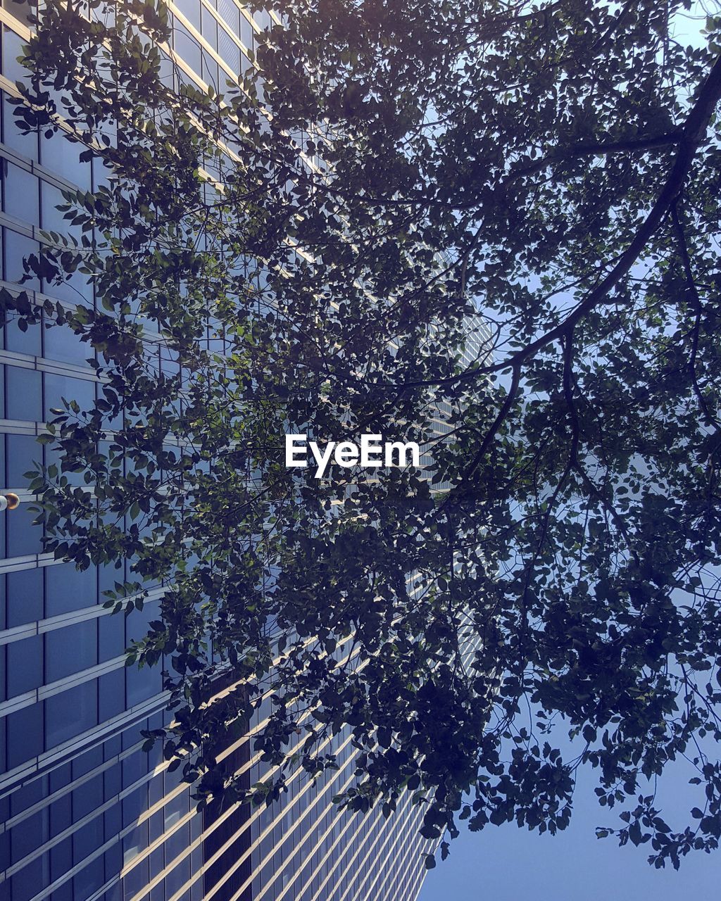 LOW ANGLE VIEW OF TREE AGAINST THE SKY