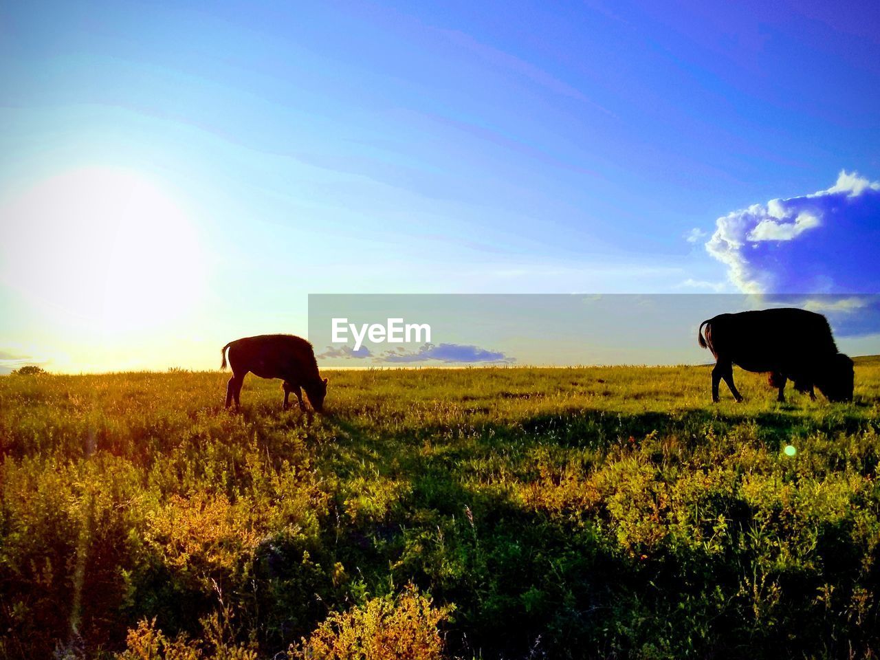 HORSE GRAZING ON FIELD