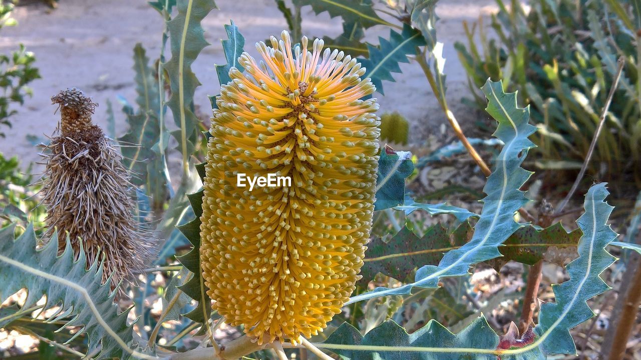 CLOSE-UP OF SUCCULENT PLANT ON FIELD