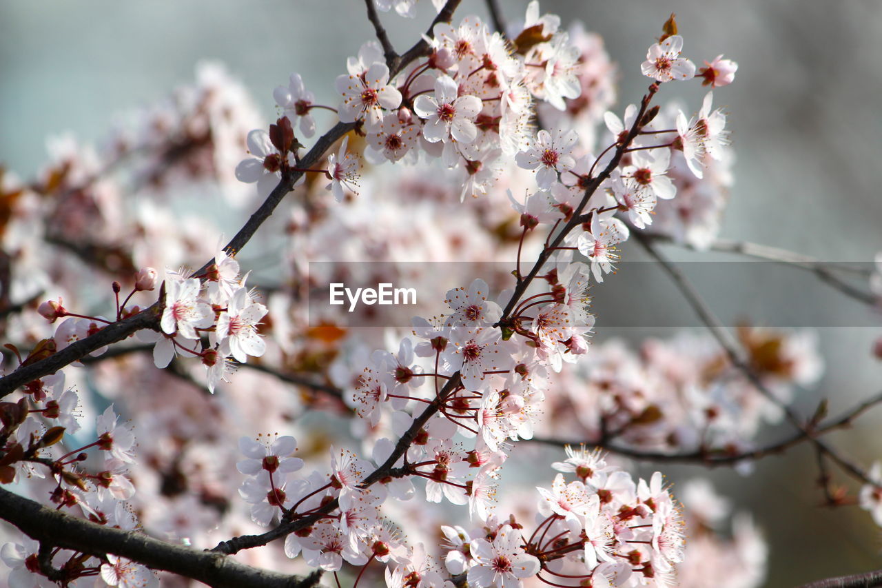 Low angle view of cherry blossoms in spring