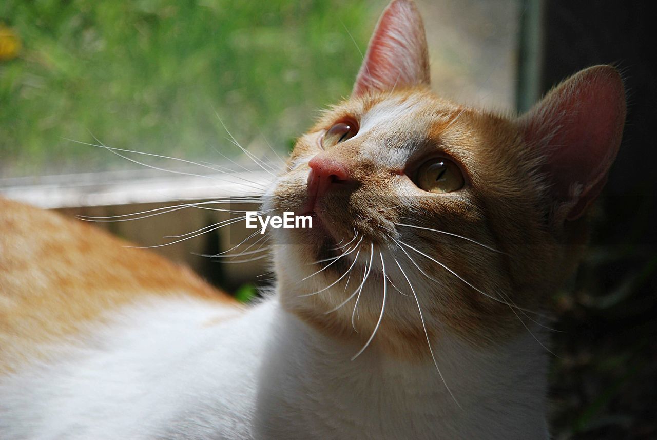 Close-up of a cat looking away