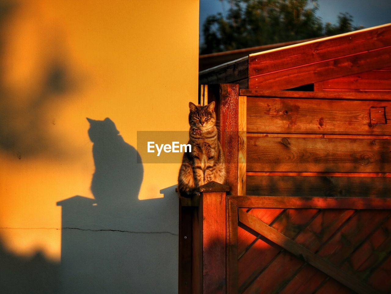 Portrait of cat sitting on wooden railing