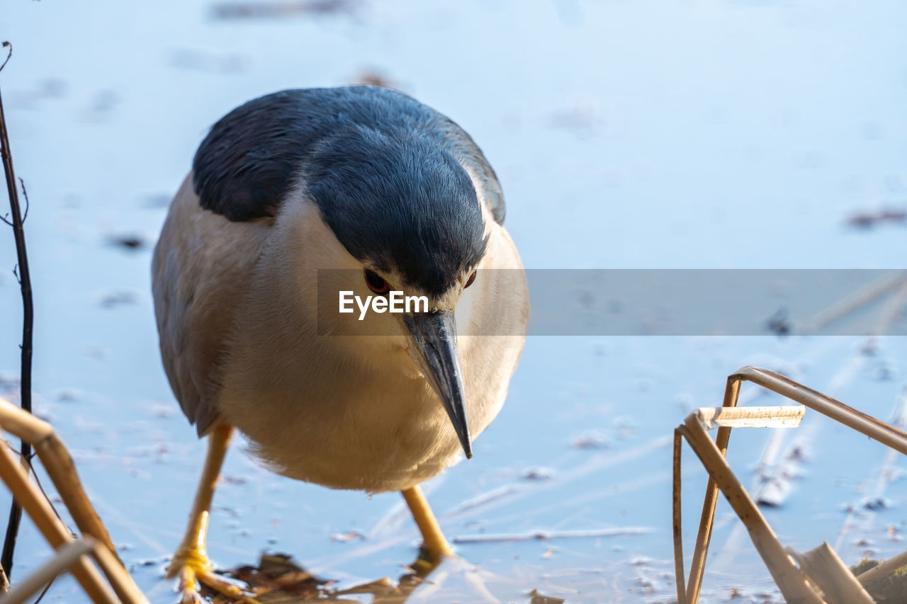 CLOSE-UP OF BIRD IN LAKE