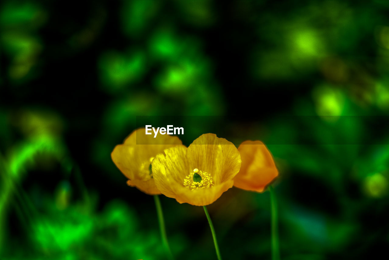 Close-up of yellow flower blooming outdoors