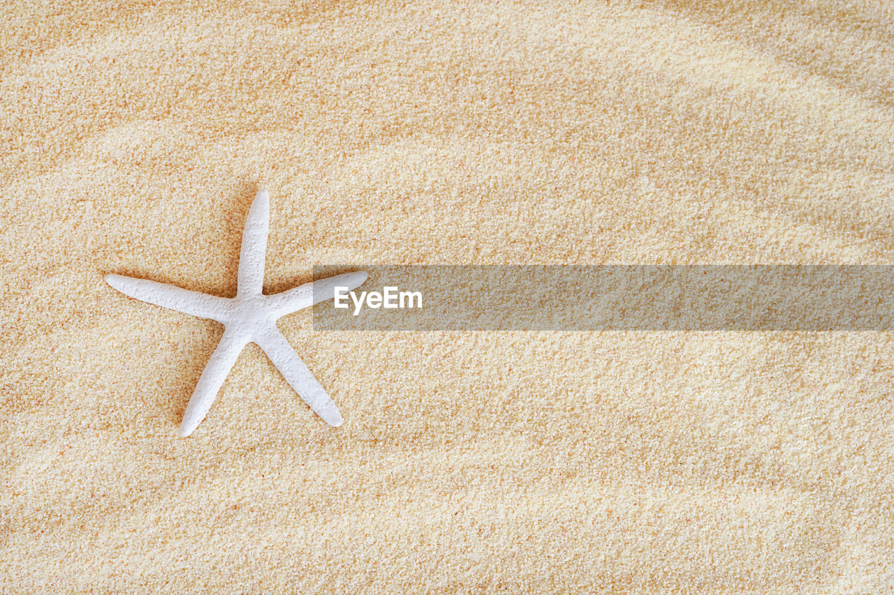 White starfish on beach sand background, copy space. summer card