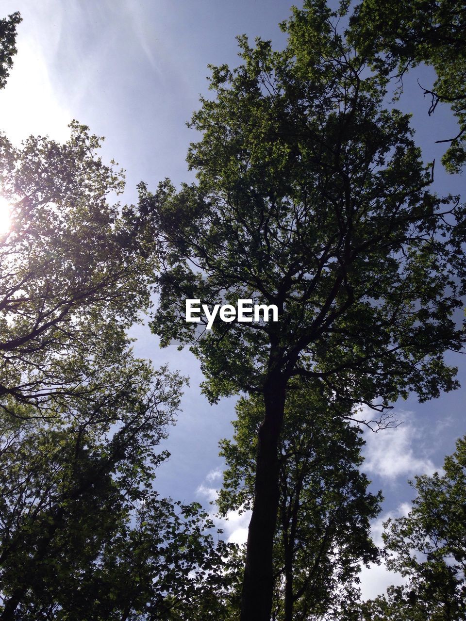 LOW ANGLE VIEW OF TREES AGAINST SKY IN FOREST