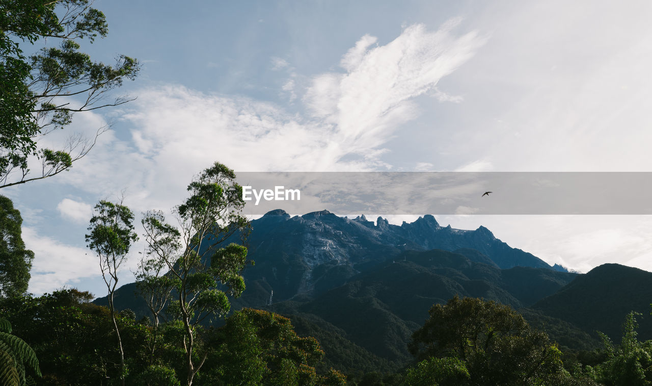 Scenic view of forest against sky