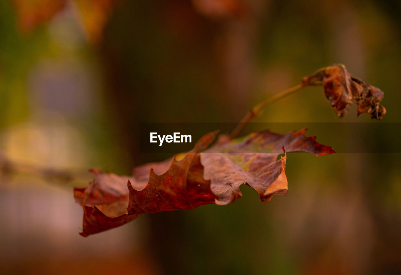 Close-up of dried maple leaves on plant